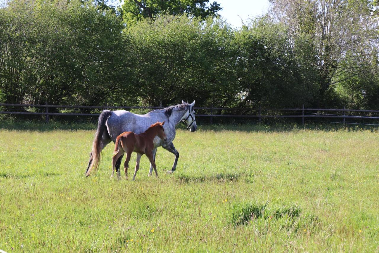 Decouverte D'Un Haras Proche Du Mont St Michel Hambye Exterior foto