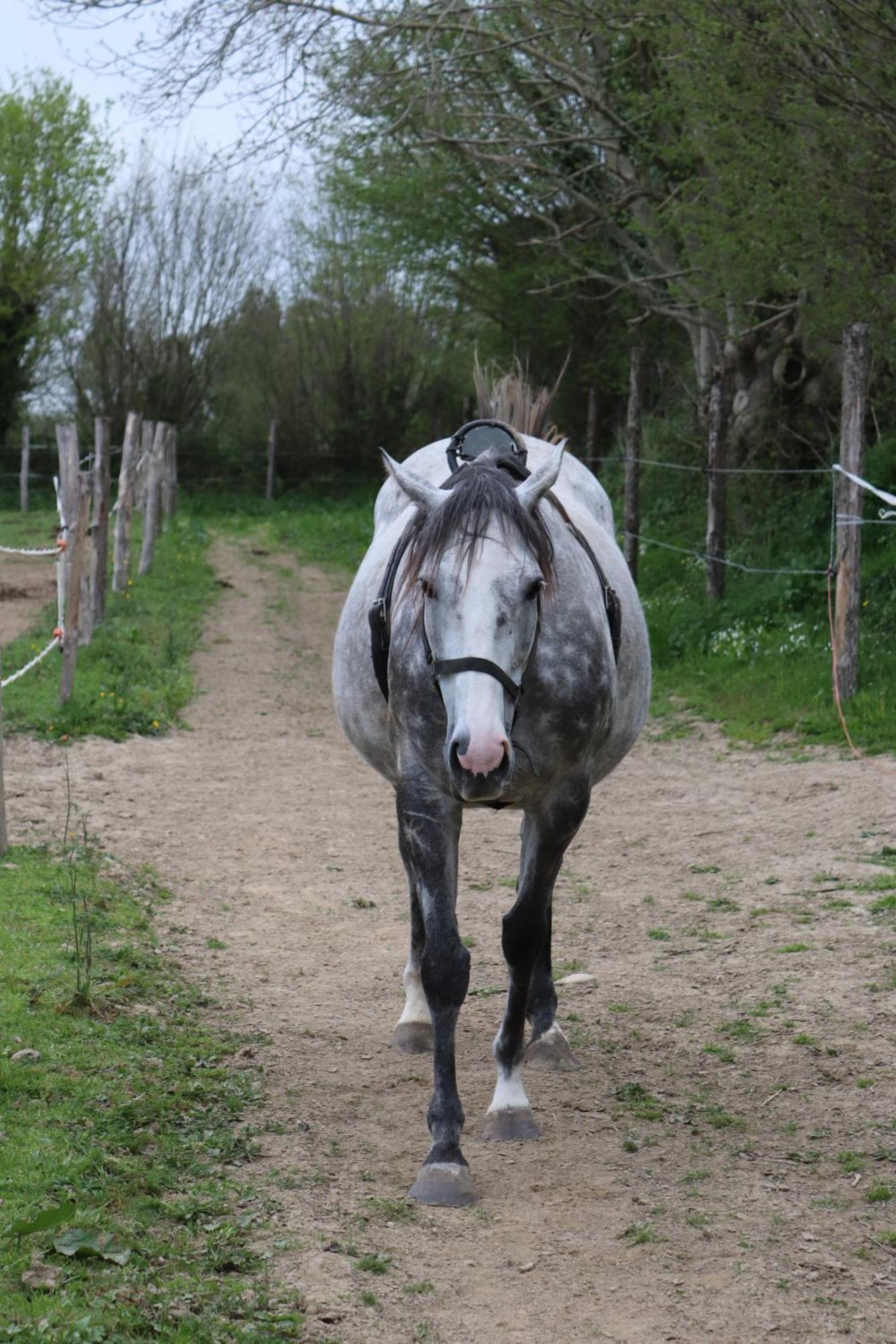 Decouverte D'Un Haras Proche Du Mont St Michel Hambye Exterior foto